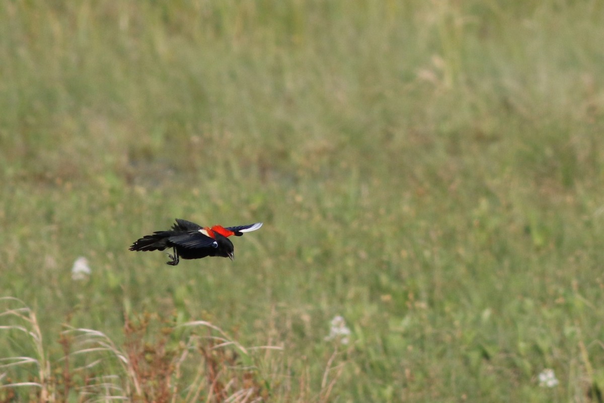 Red-winged Blackbird - Lily Morello