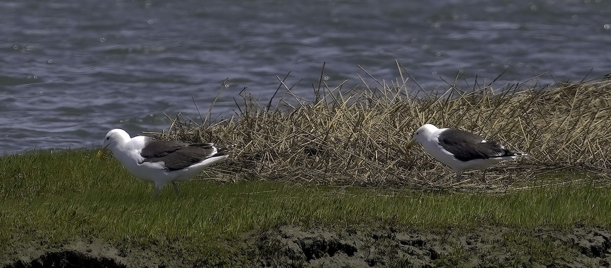 Herring Gull (American) - Mandy Talpas -Hawaii Bird Tours