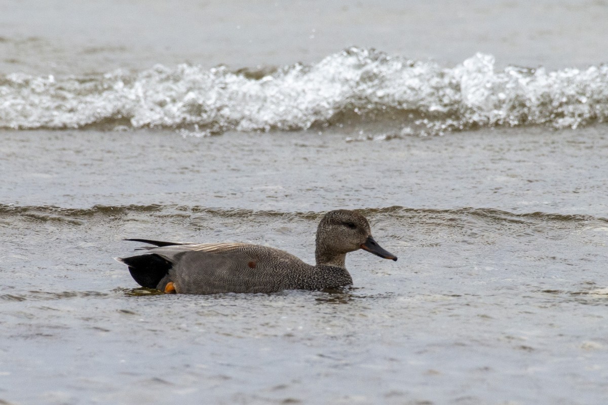 Gadwall - Tim Lamey