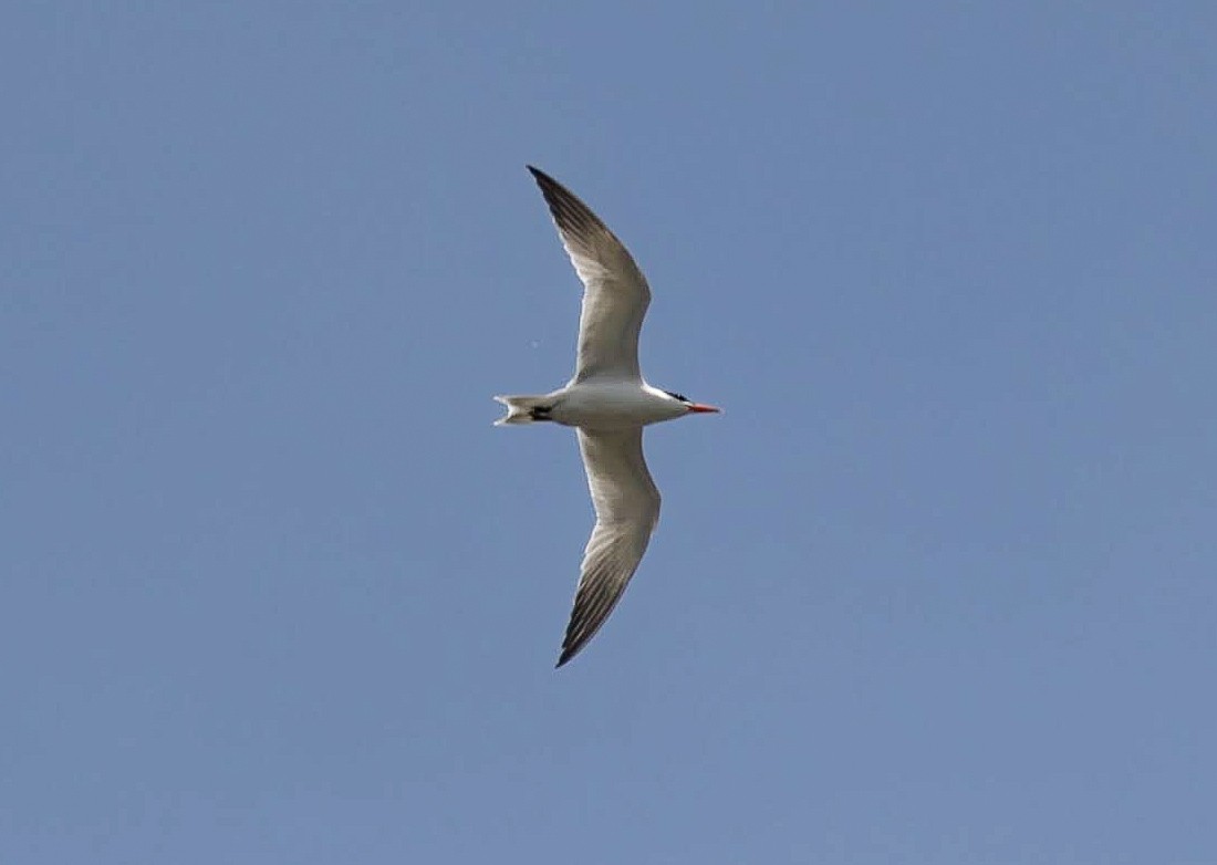 Caspian Tern - Chantal Brault