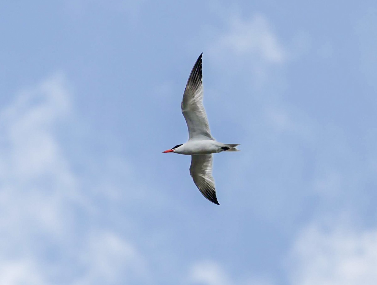 Caspian Tern - Chantal Brault