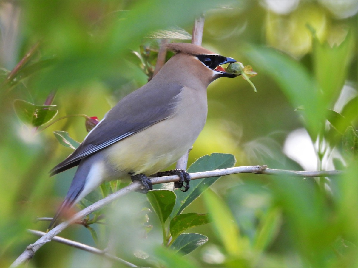 Cedar Waxwing - Kellie Sagen 🦉