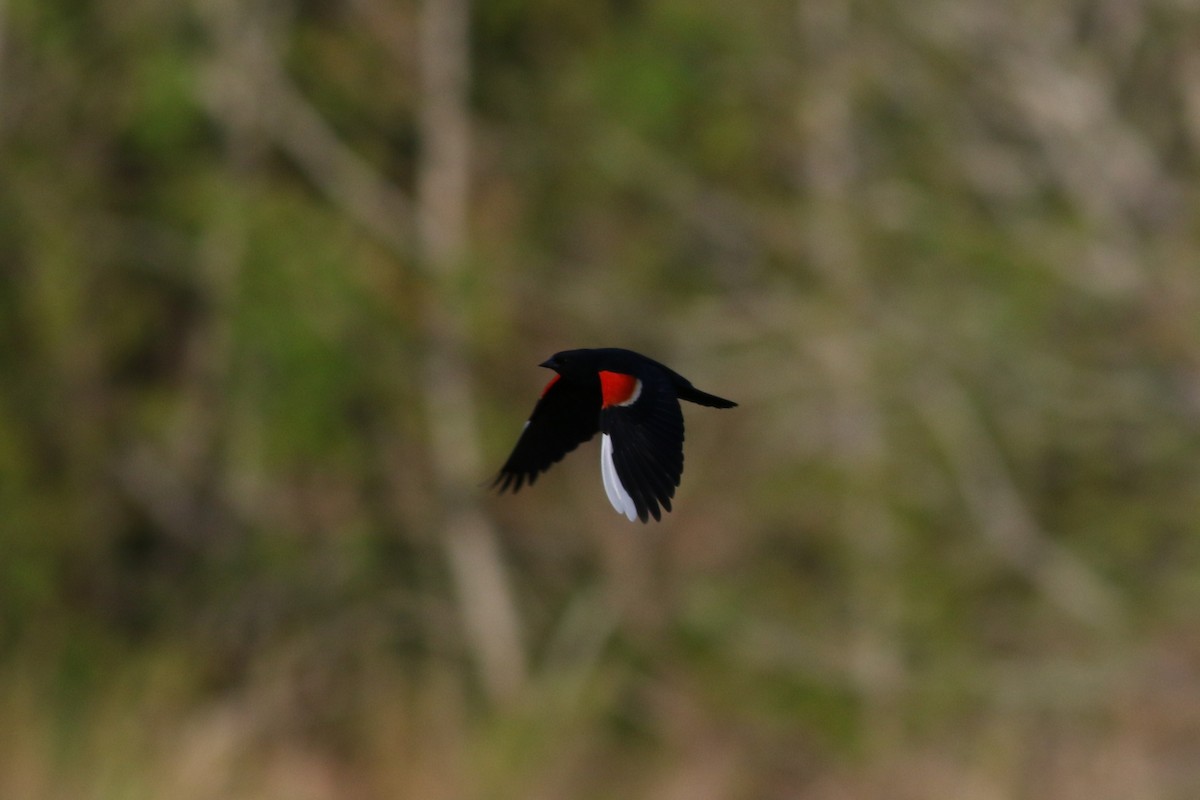 Red-winged Blackbird - Lily Morello