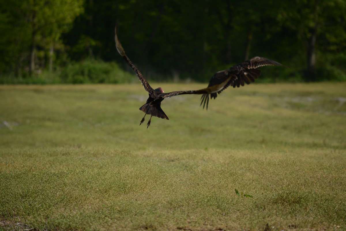 Turkey Vulture - Brinda Datla