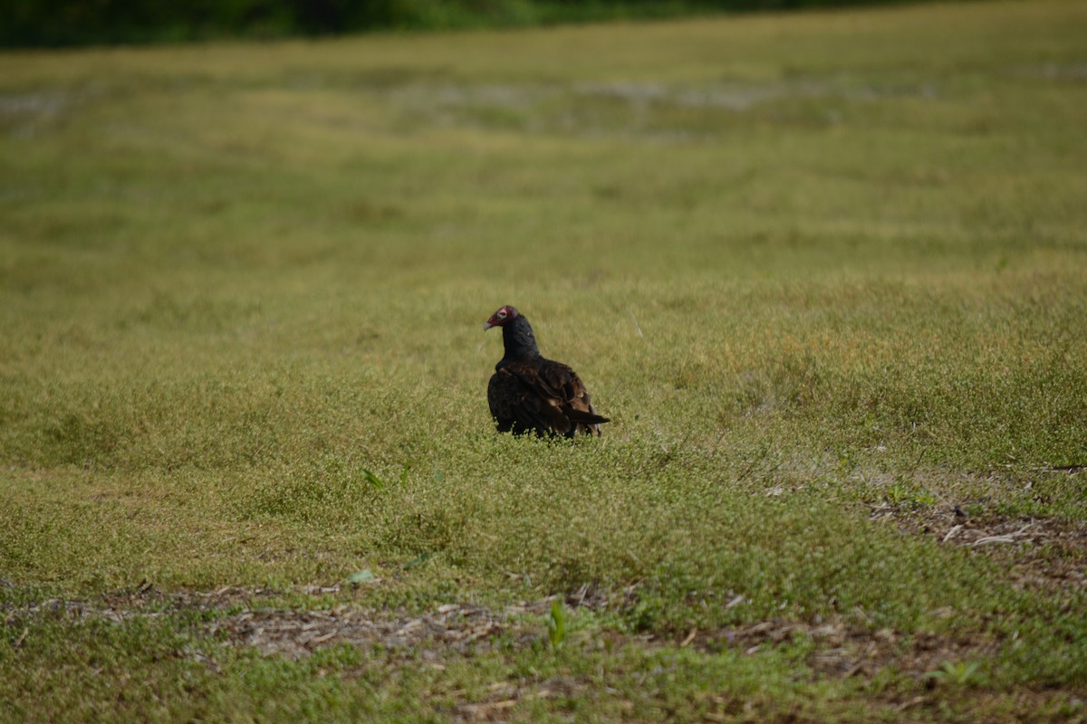 Turkey Vulture - Brinda Datla