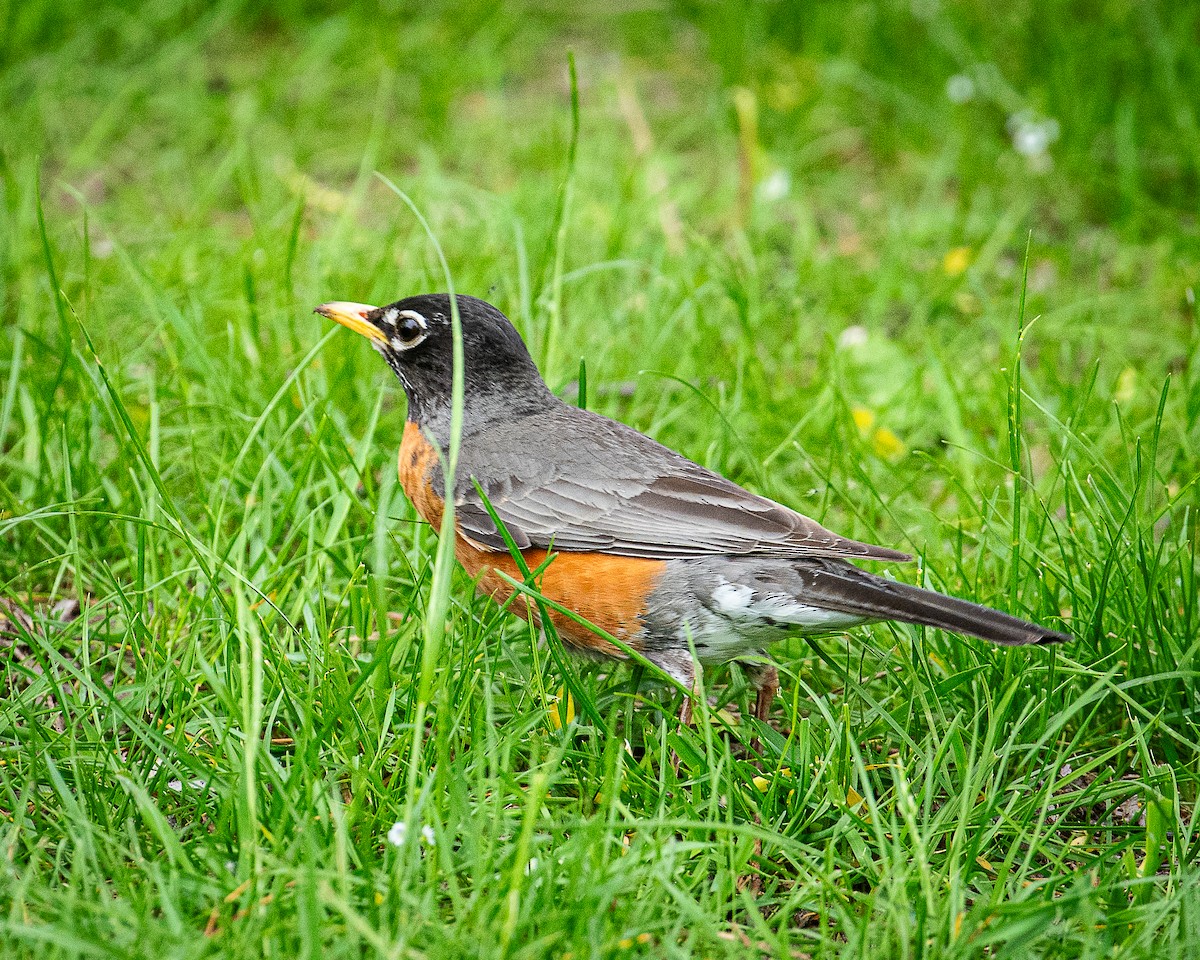 American Robin - Martin Tremblay