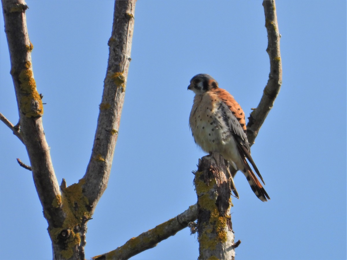 American Kestrel - ML619467670