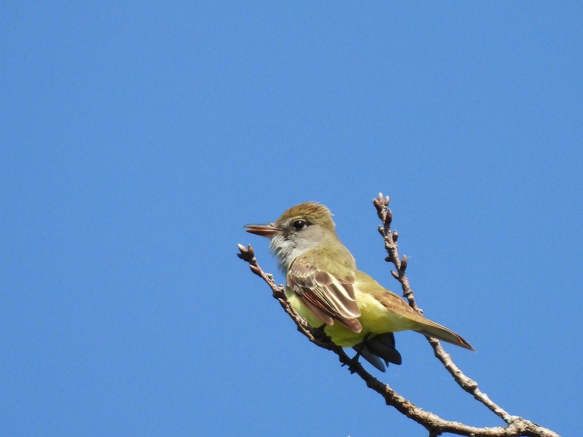 Great Crested Flycatcher - Emily Szczypek