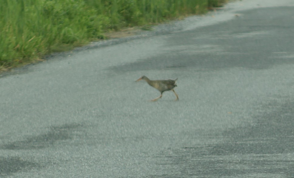 Clapper Rail - Deborah  Hansen