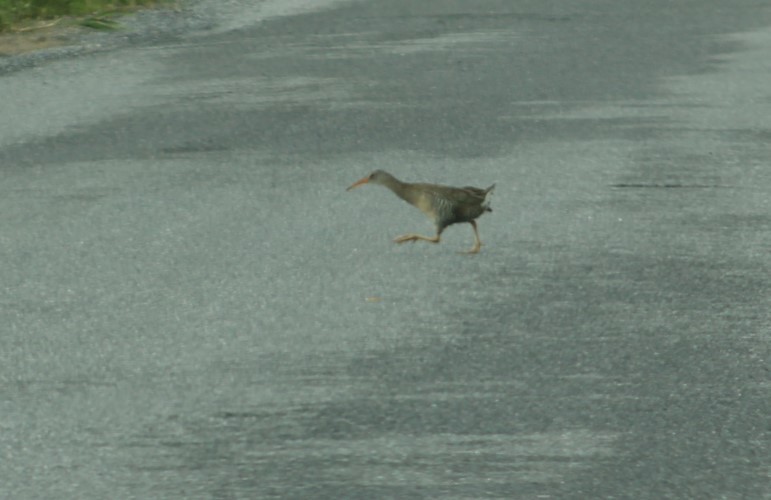 Clapper Rail - Deborah  Hansen