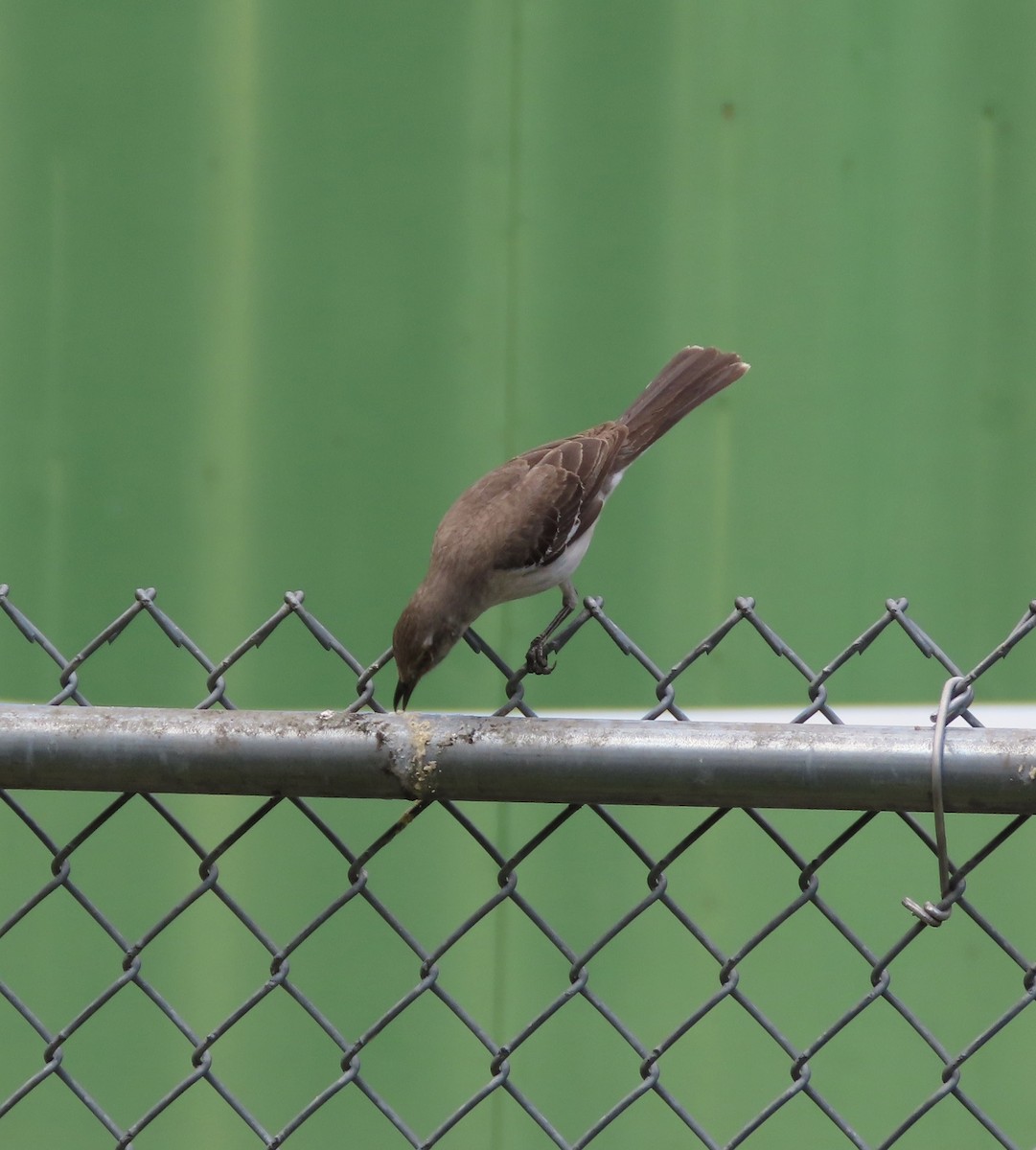 Northern Mockingbird - Susan Leake