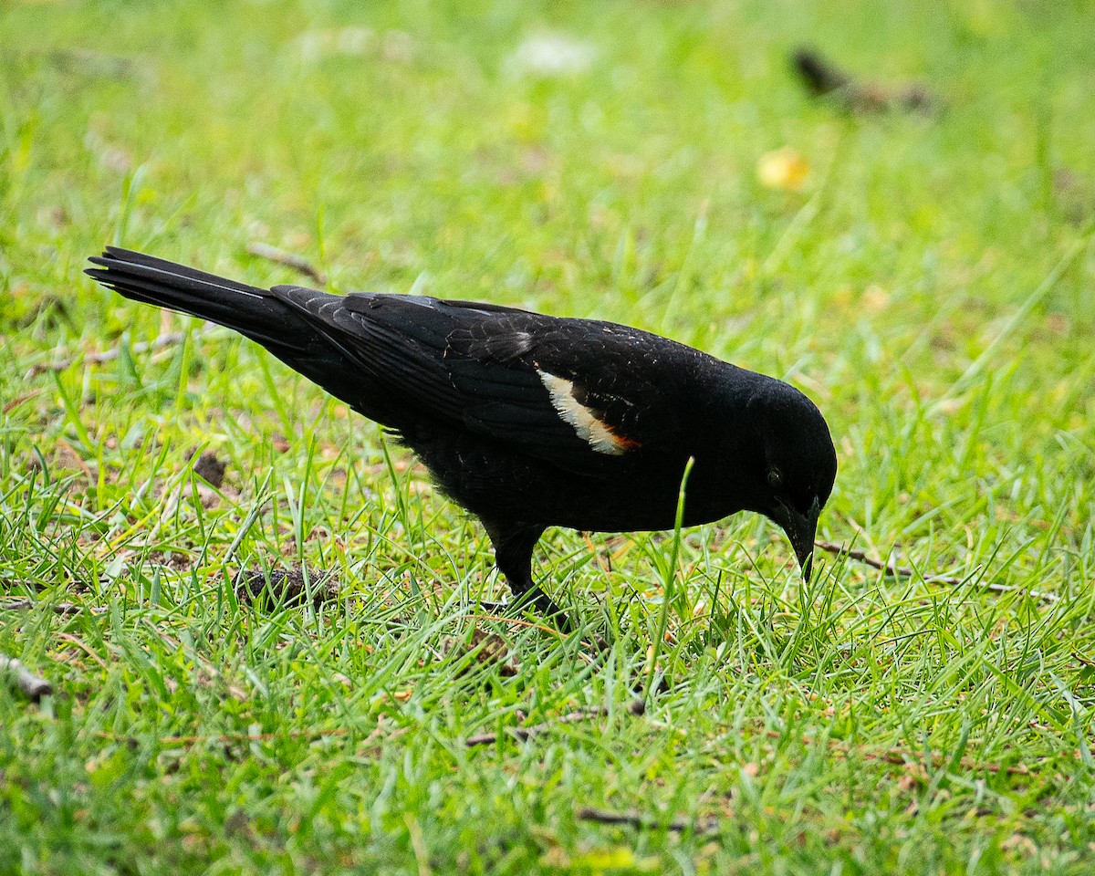 Red-winged Blackbird - Martin Tremblay