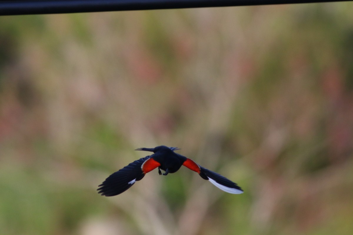 Red-winged Blackbird - Lily Morello