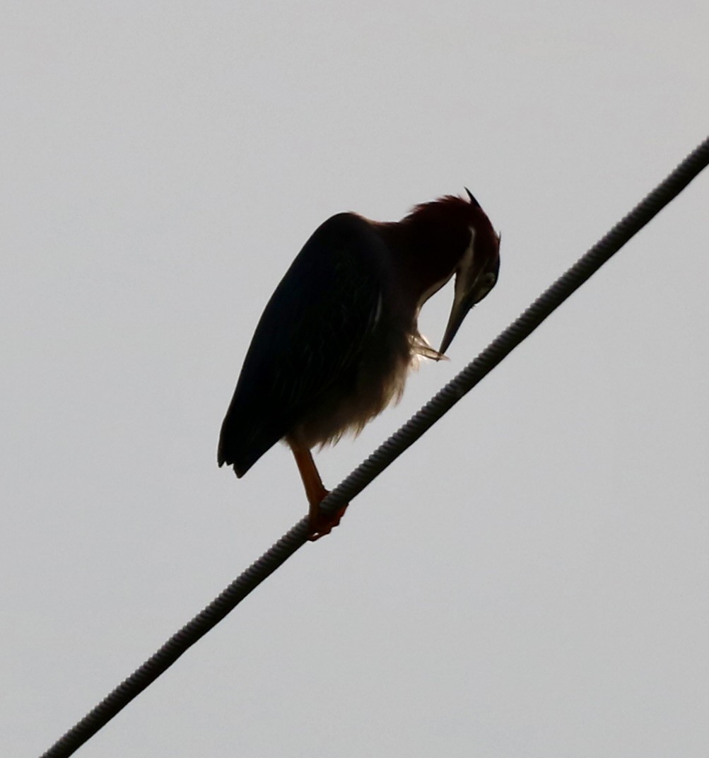 Green Heron - Carla Morris