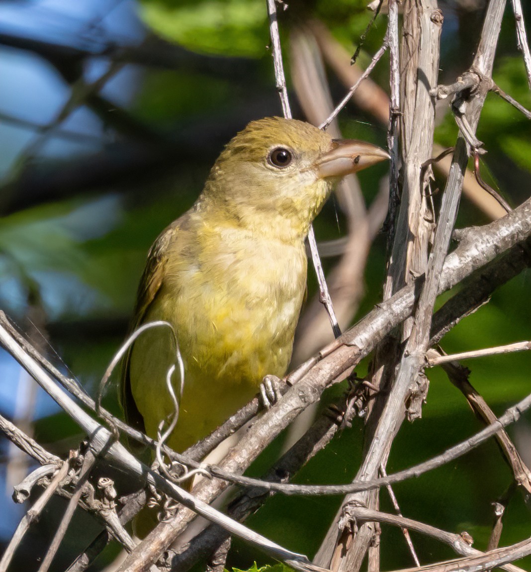 Summer Tanager - Jay Gilliam