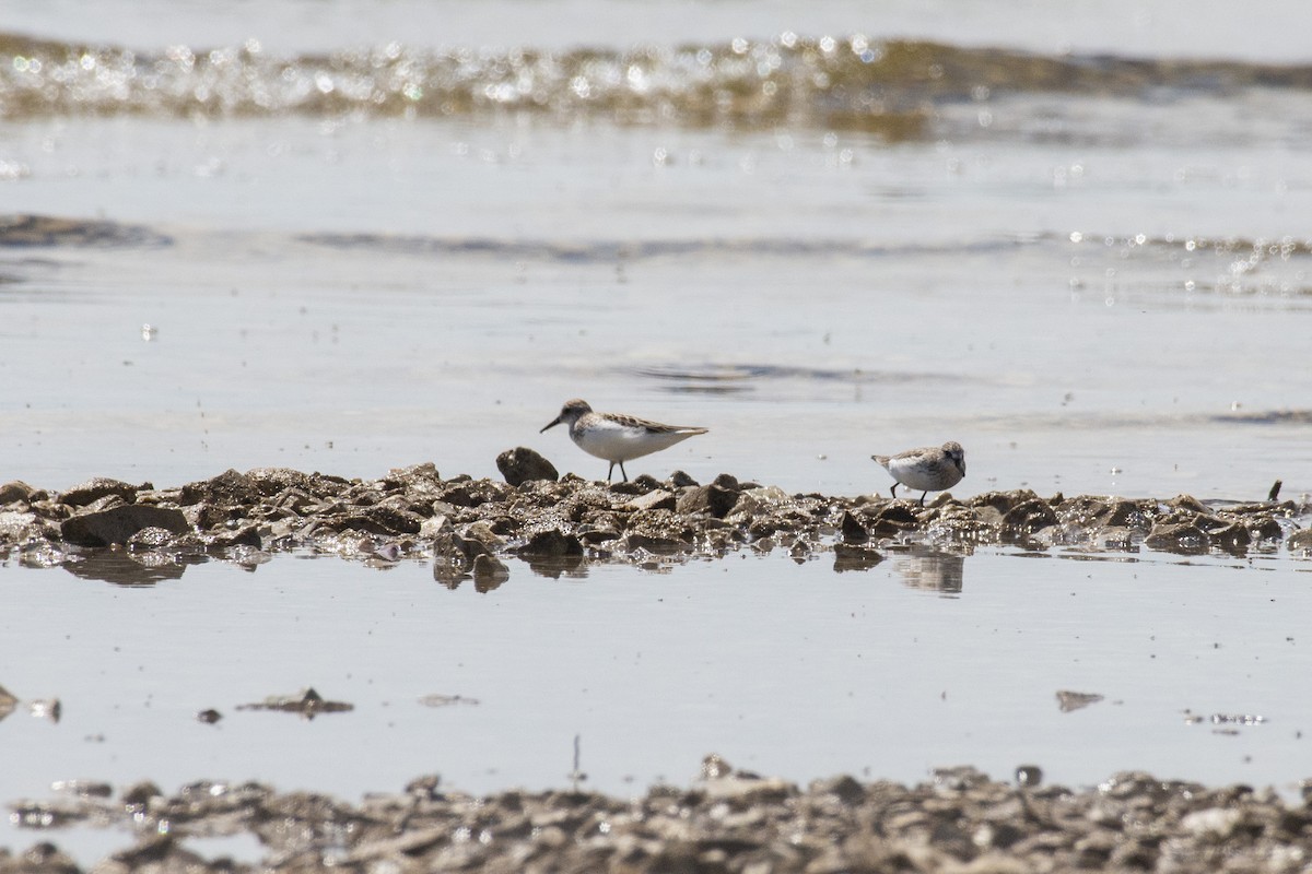 Semipalmated Sandpiper - Tim Lamey