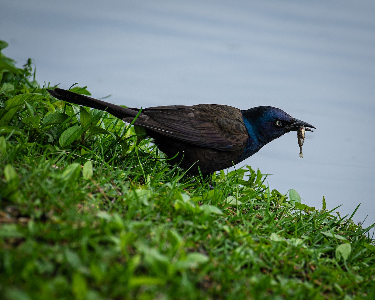 Common Grackle - Martin Tremblay