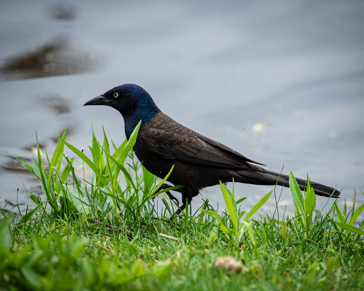 Common Grackle - Martin Tremblay