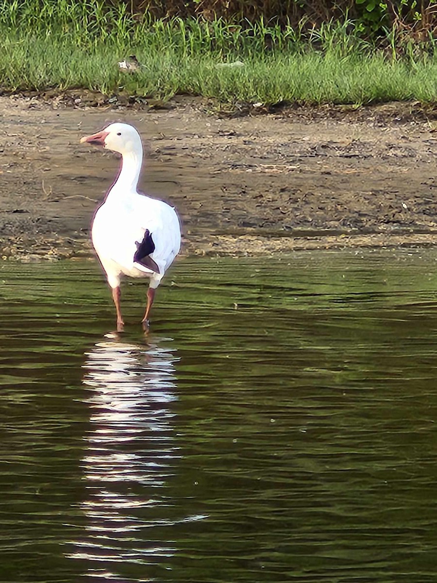 Elur-antzara - ML619467711