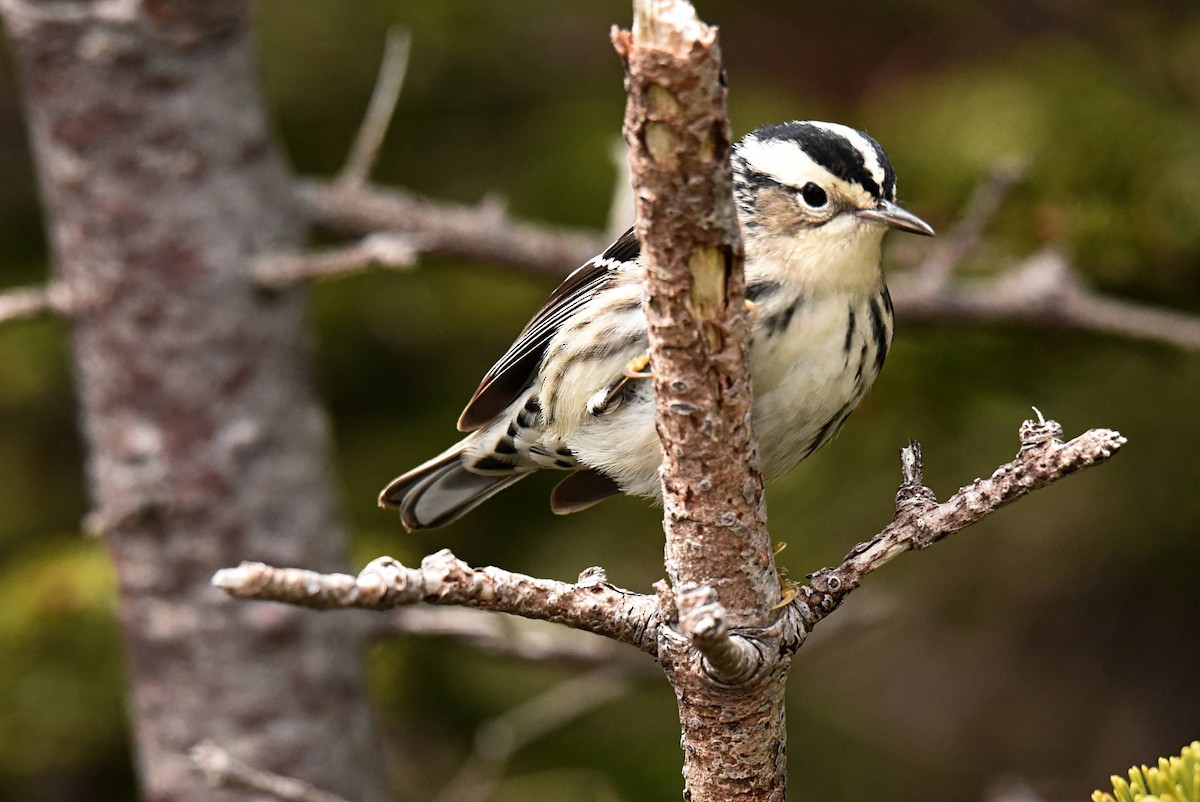 Black-and-white Warbler - Valérie JACKMAN