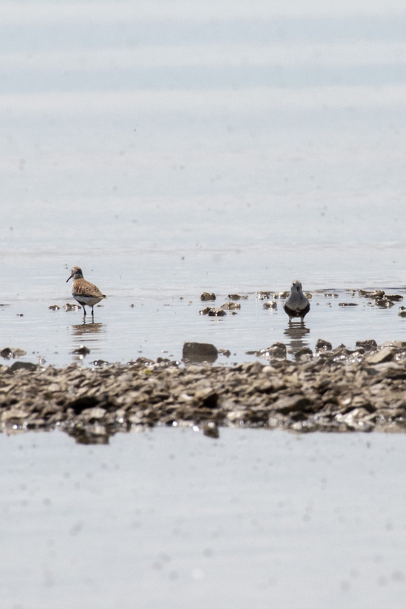 Dunlin - Tim Lamey