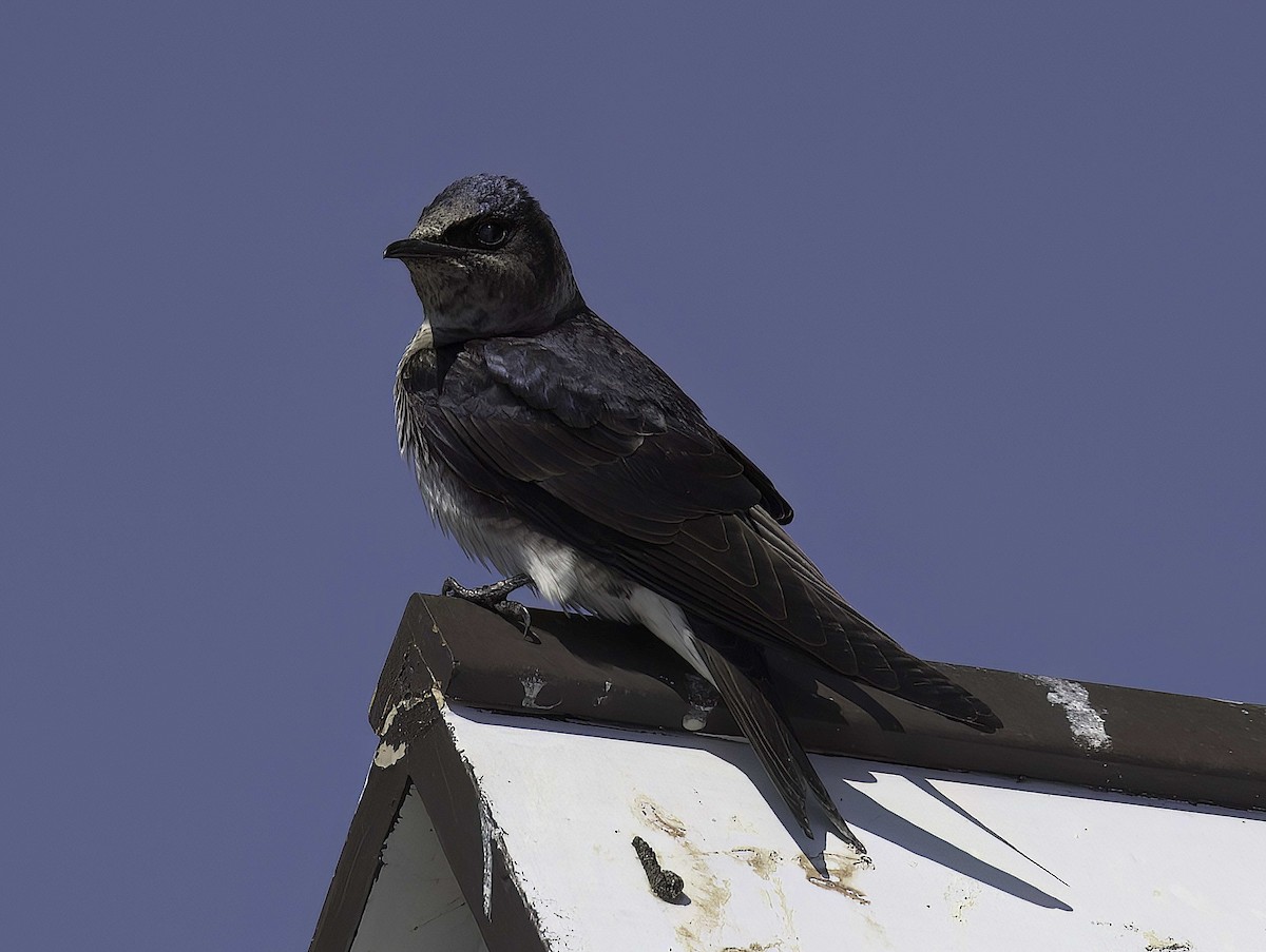 Purple Martin - Mandy Talpas -Hawaii Bird Tours