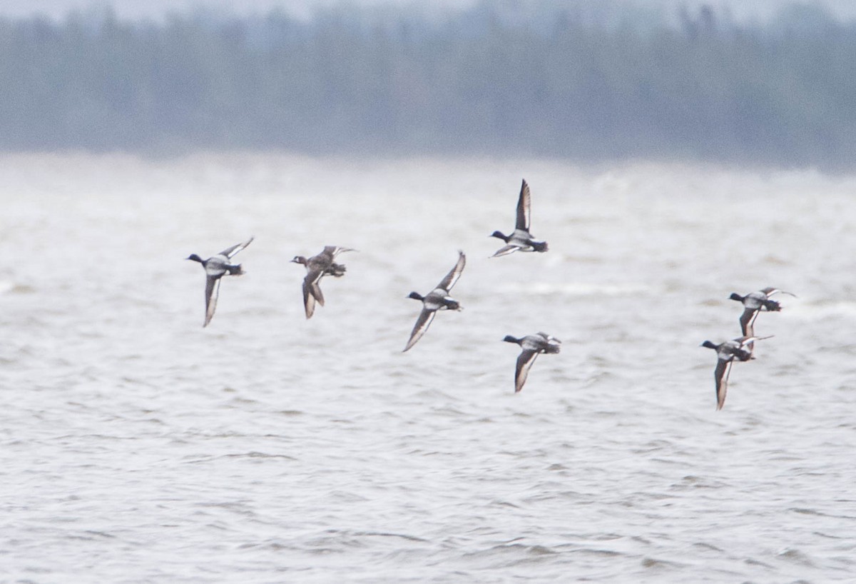 Greater Scaup - Susan Fagan