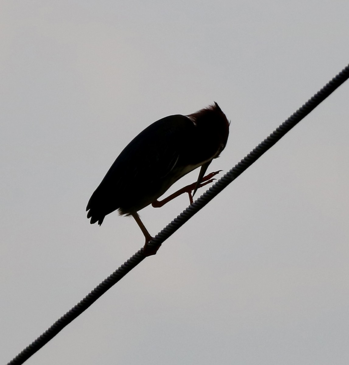 Green Heron - Carla Morris