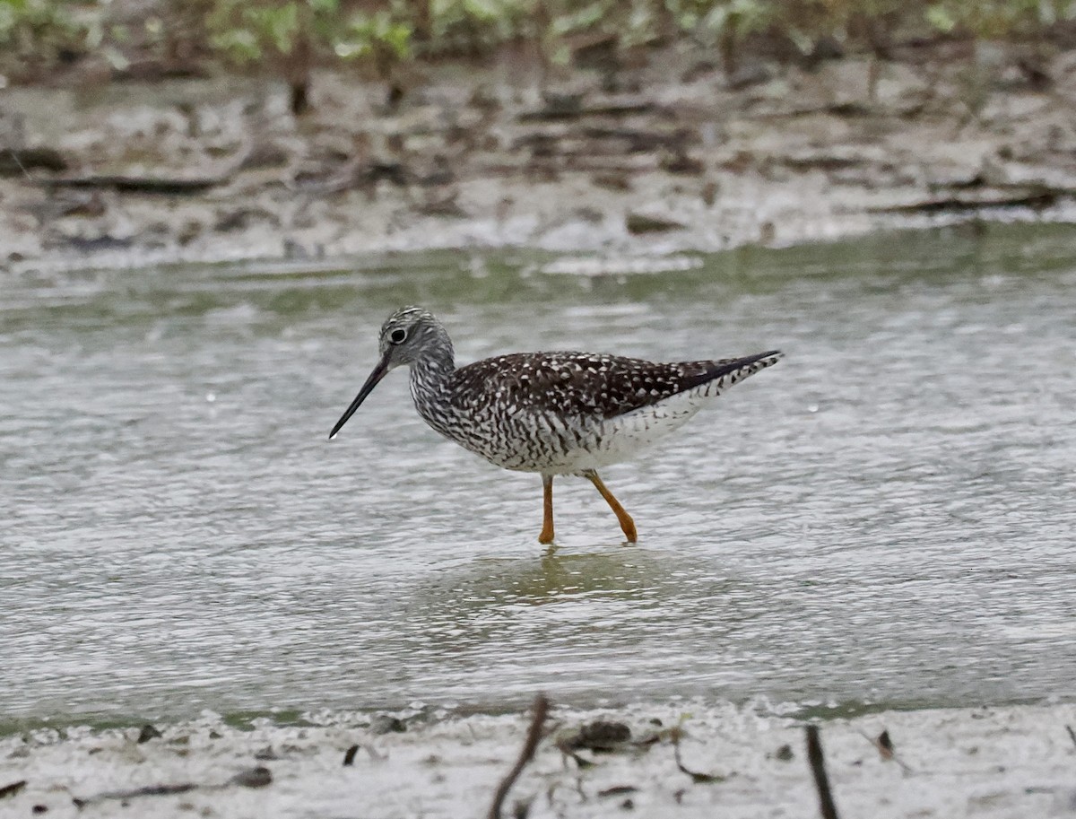 Greater Yellowlegs - Amy Koch