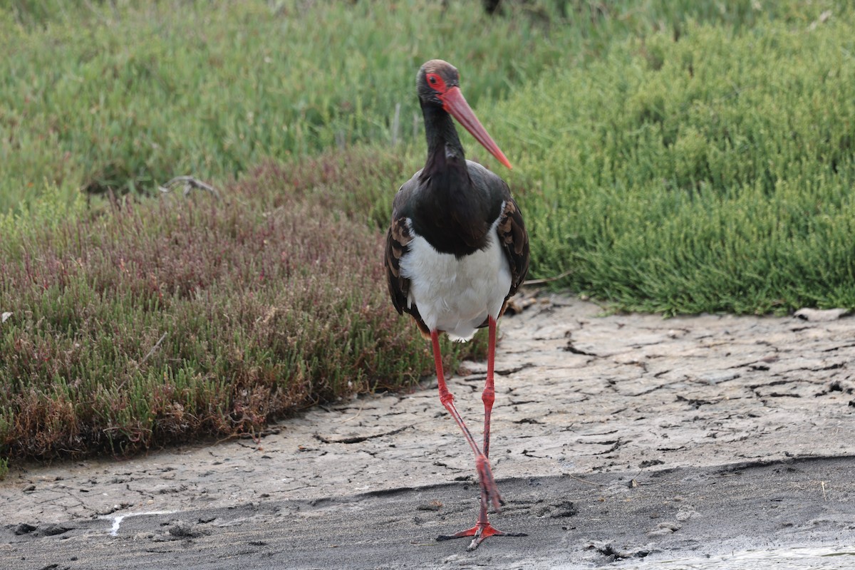 Black Stork - Ian Thompson