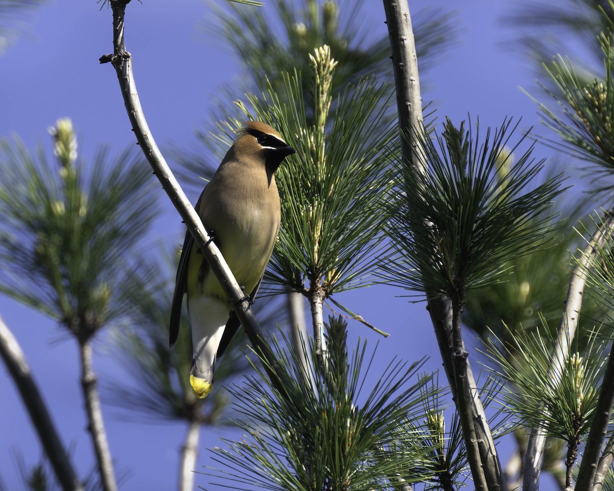 Cedar Waxwing - ML619467738