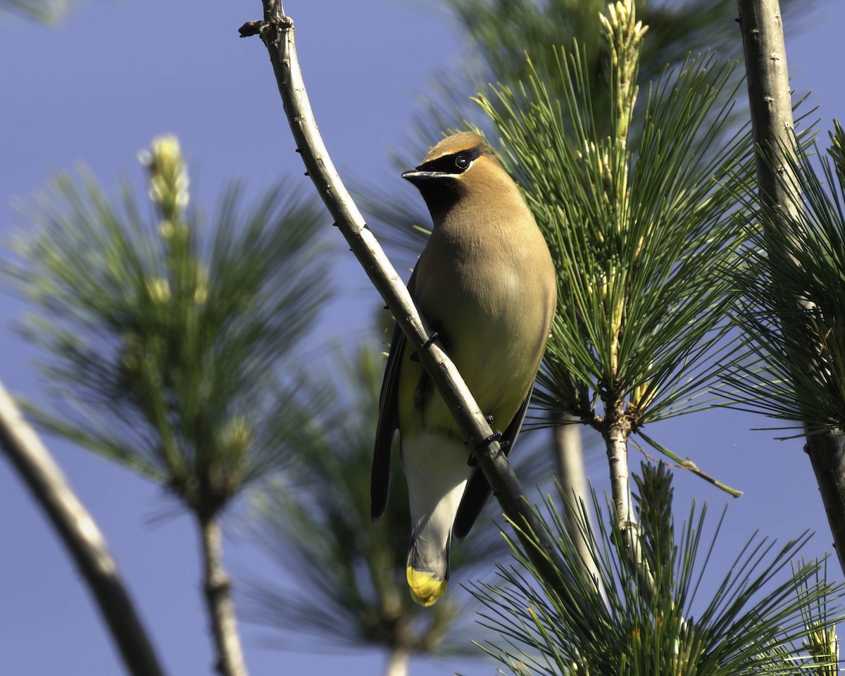 Cedar Waxwing - ML619467739