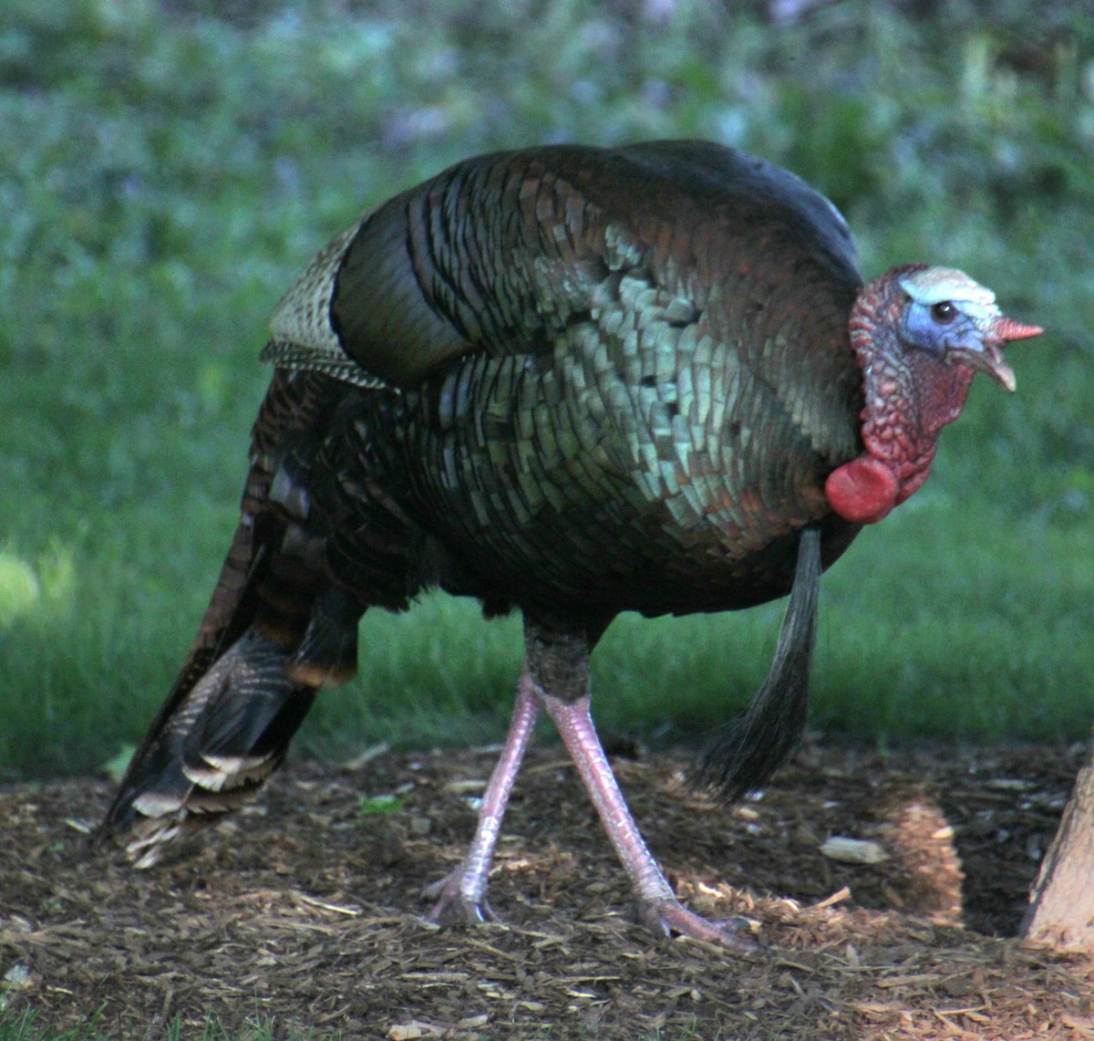 Wild Turkey - Samuel Harris