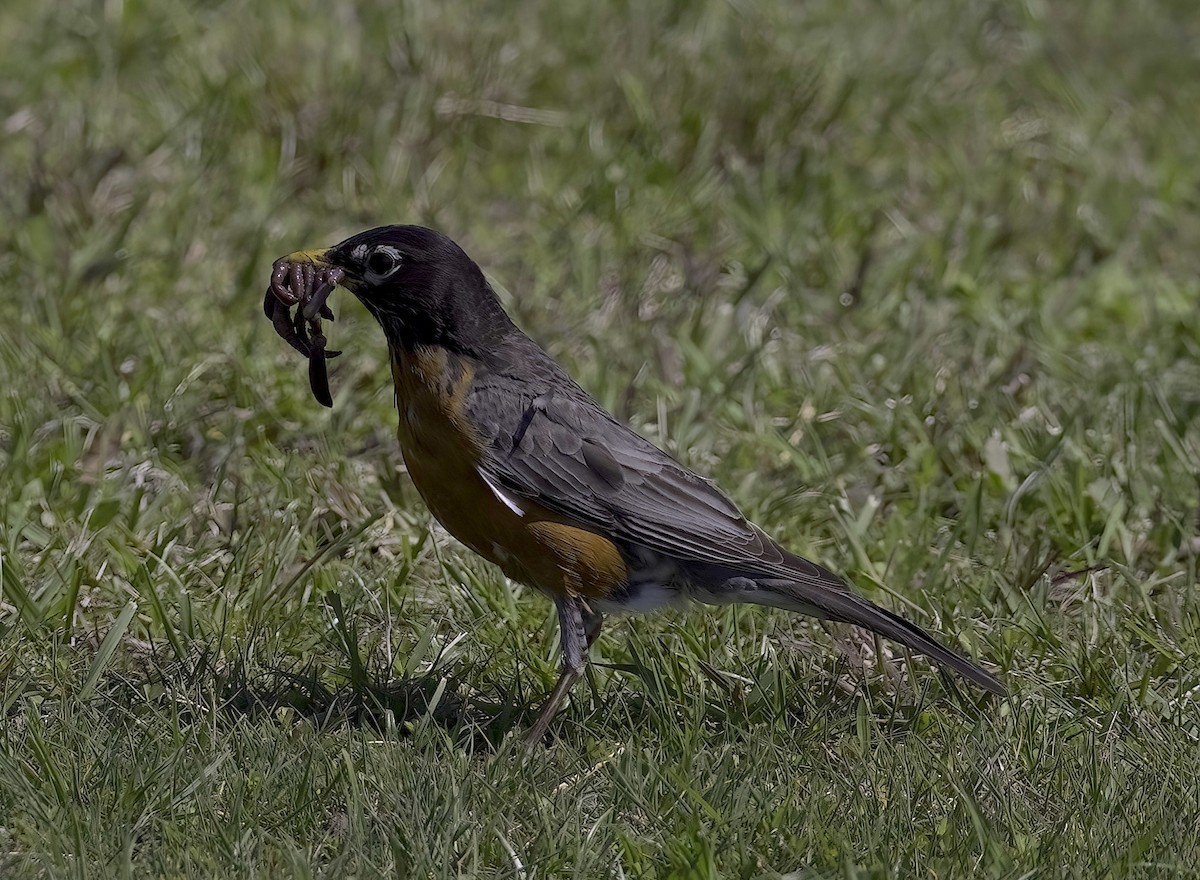 American Robin - Mandy Talpas -Hawaii Bird Tours