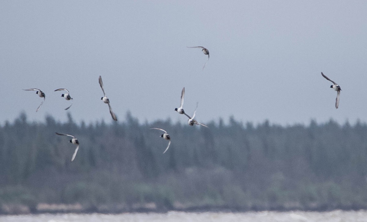 Greater Scaup - ML619467752