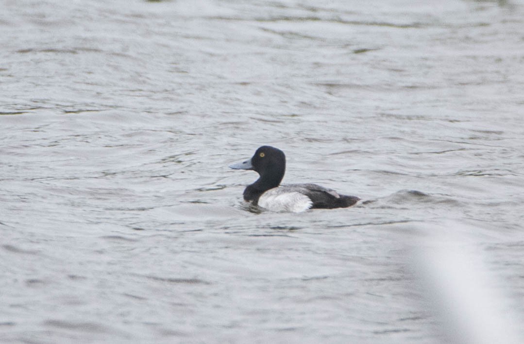 Greater Scaup - Susan Fagan