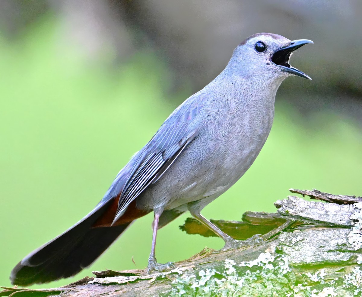 Gray Catbird - Alan Sankey  COHL