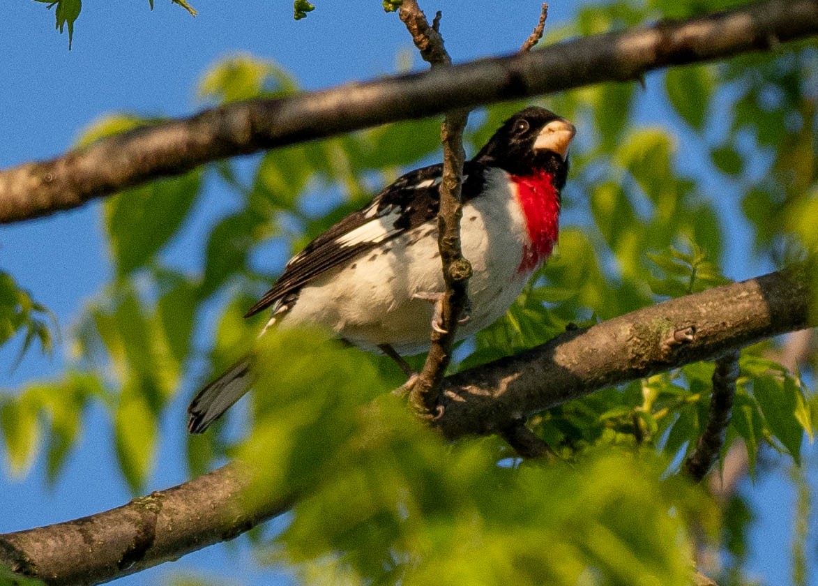 Rose-breasted Grosbeak - Richard Thunen