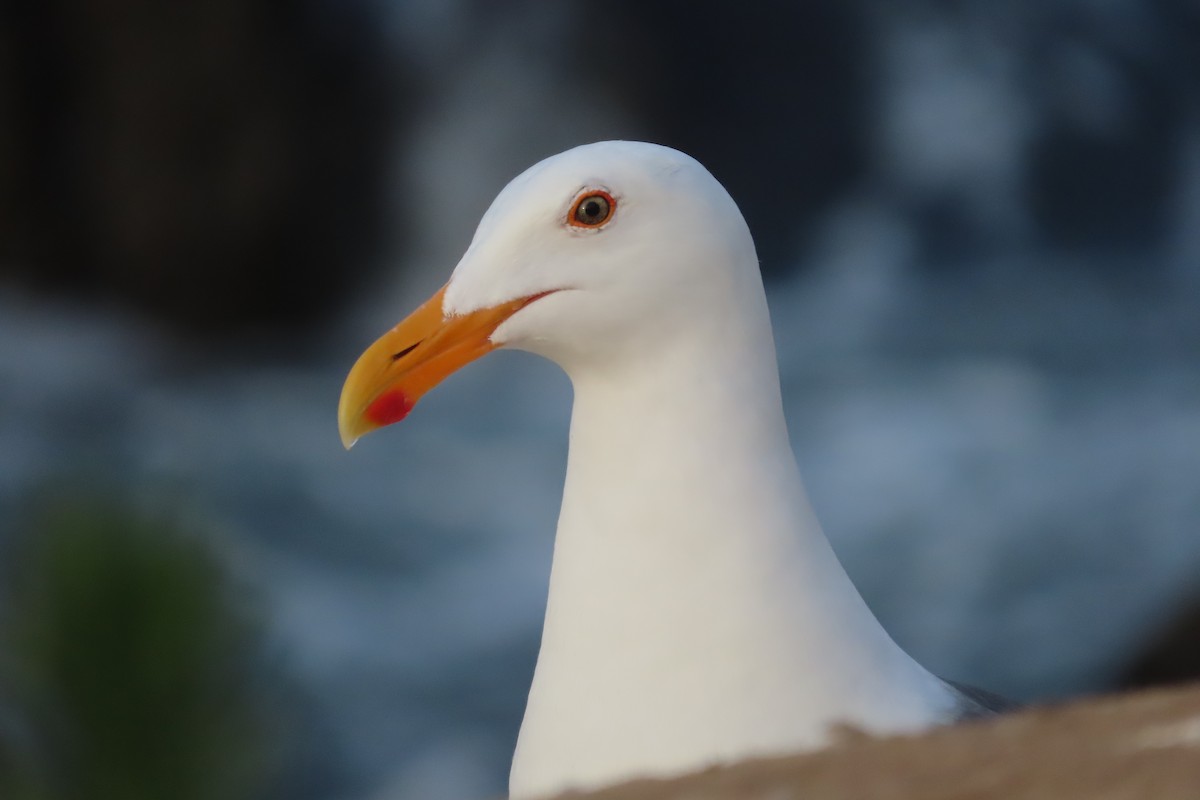 Western Gull - David Brinkman