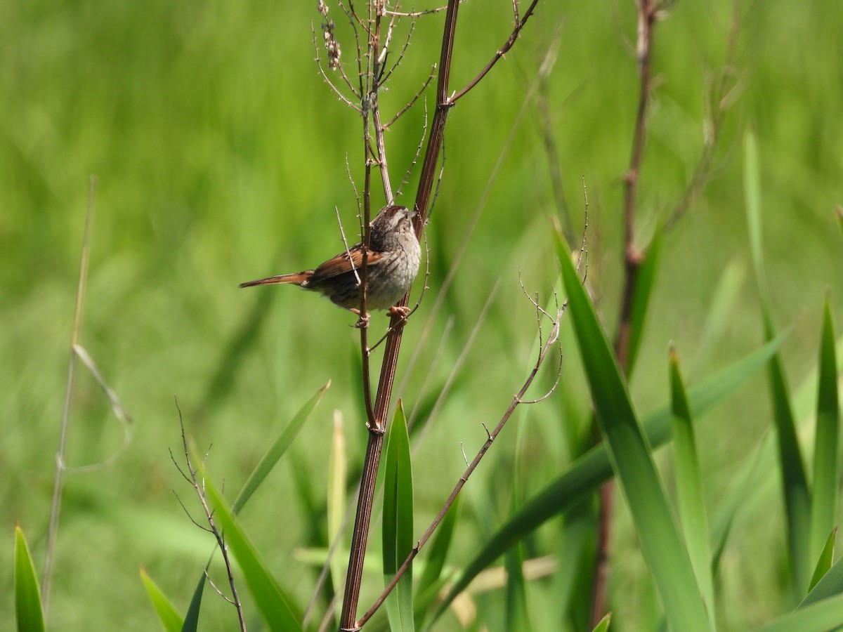 Swamp Sparrow - Sam Ivande