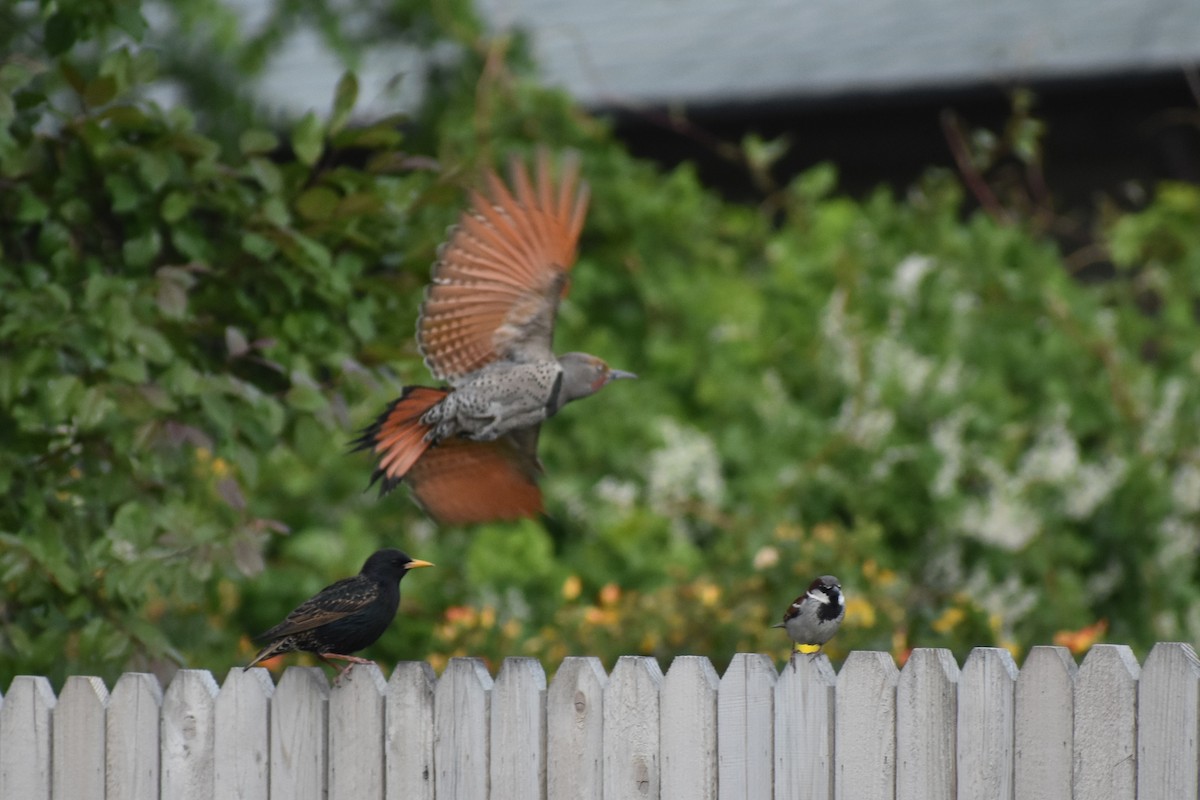 Northern Flicker - ML619467796