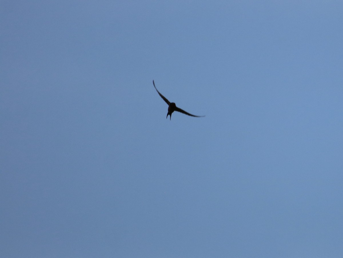 Barn Swallow - Carla Morris