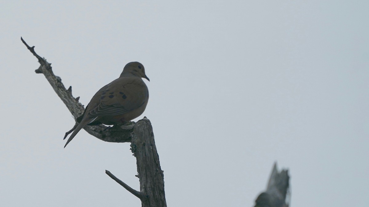 Mourning Dove - Indira Thirkannad