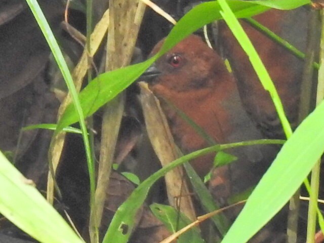 Black-banded Crake - ML619467816