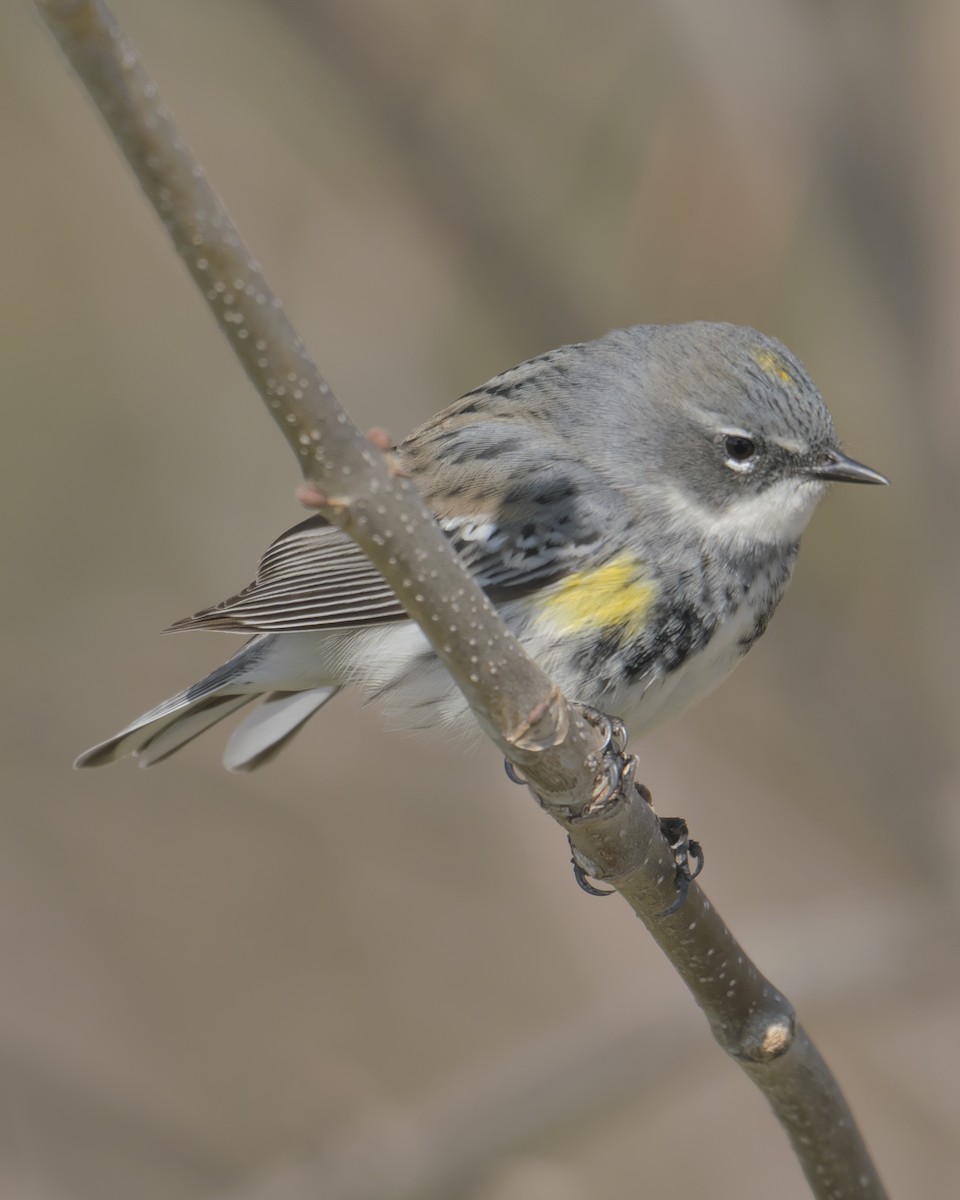 Yellow-rumped Warbler - Guillaume Charette