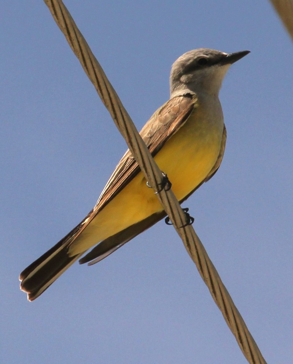 Western Kingbird - ML619467818