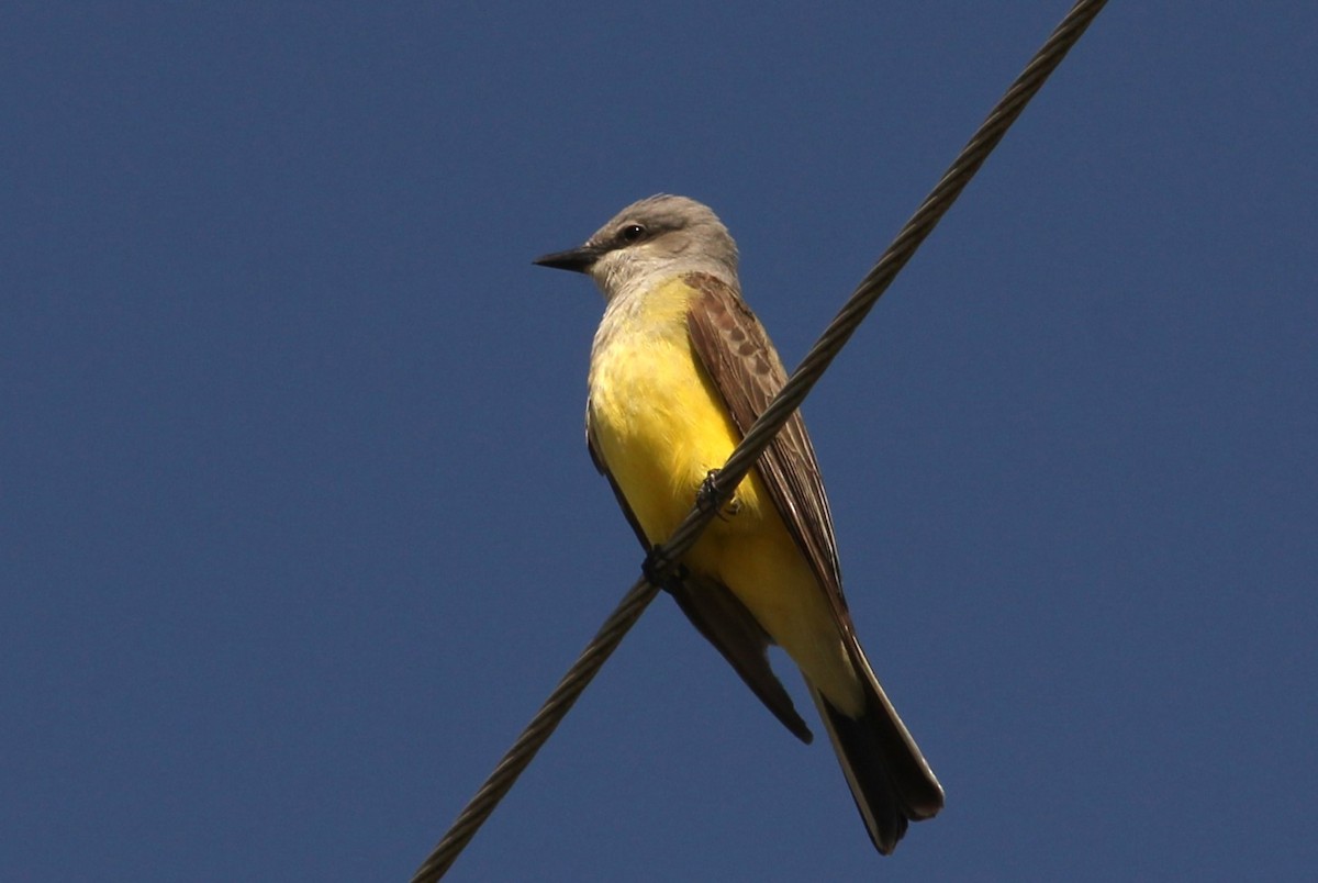 Western Kingbird - ML619467819