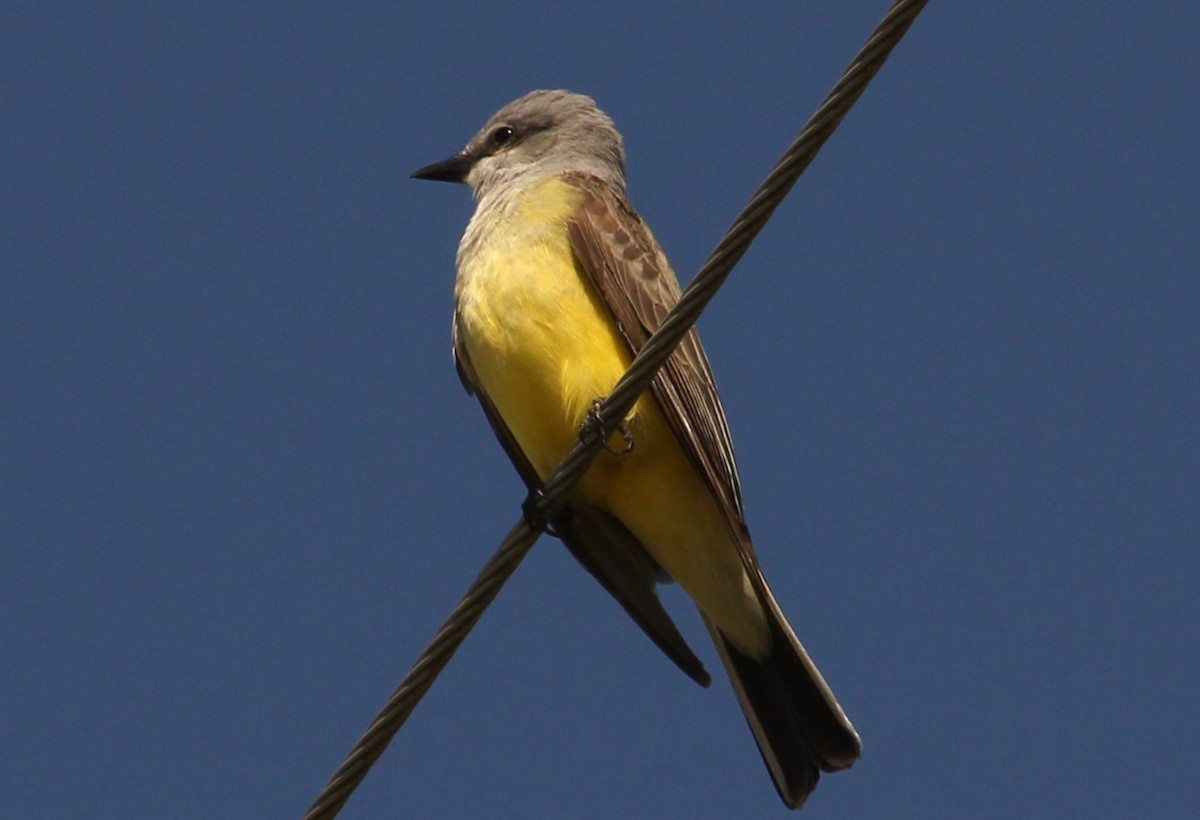 Western Kingbird - ML619467820