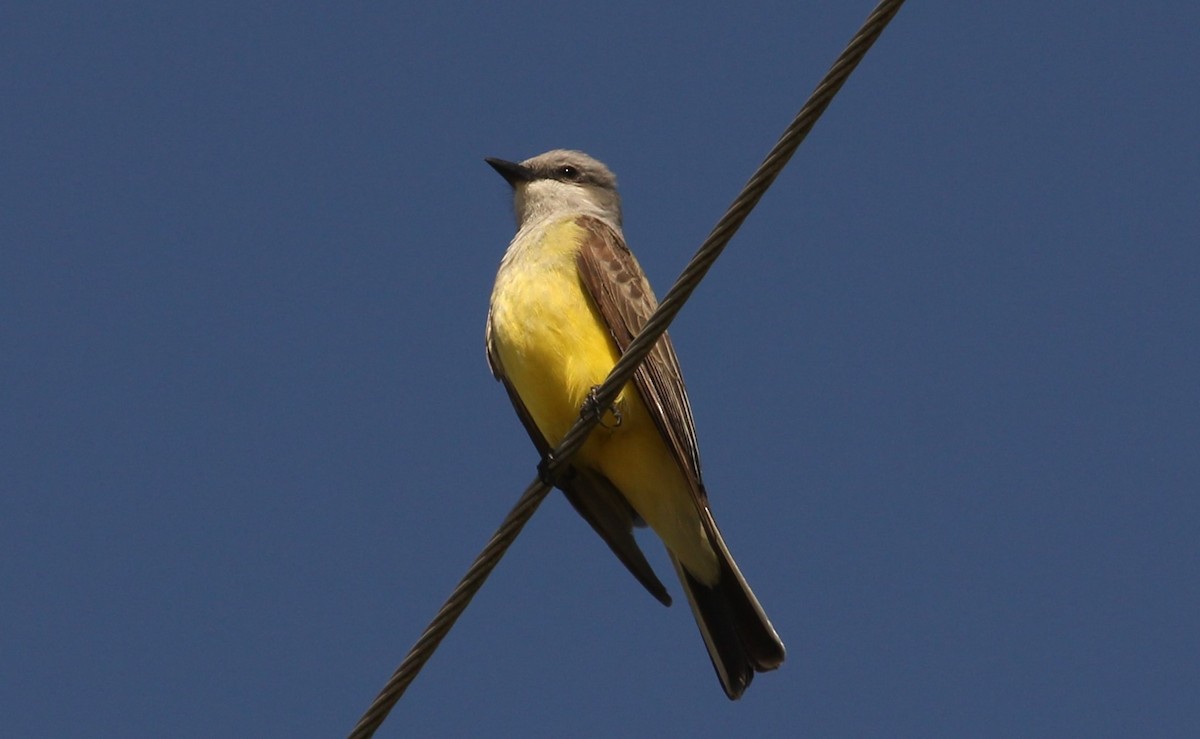 Western Kingbird - ML619467821