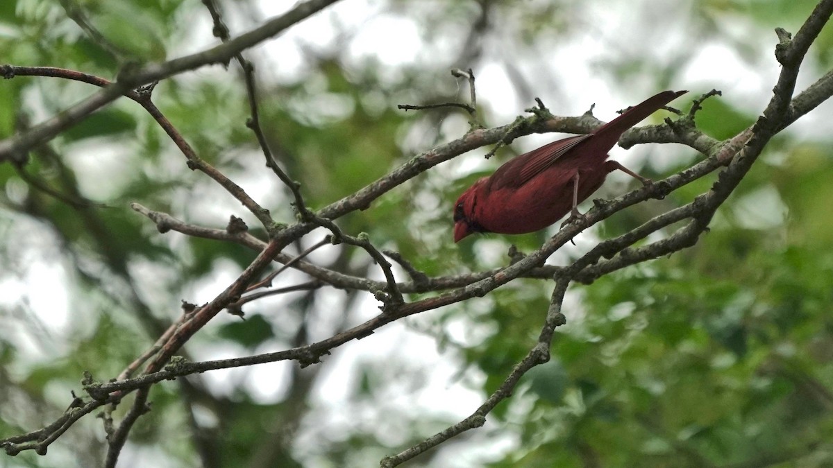 Northern Cardinal - Indira Thirkannad